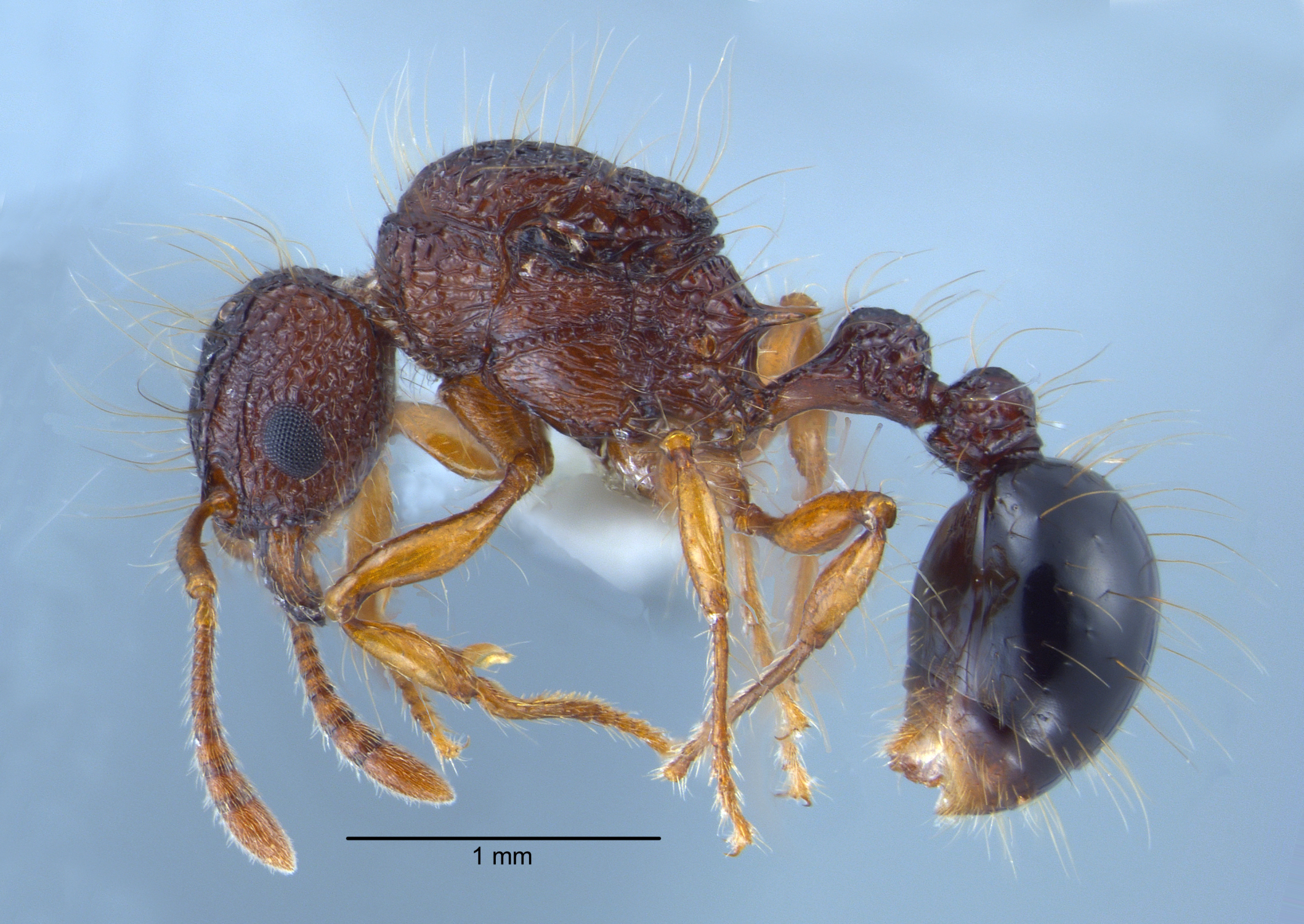 Tetramorium lucyae lateral