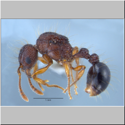 Tetramorium lucyae  Sorger, 2011  