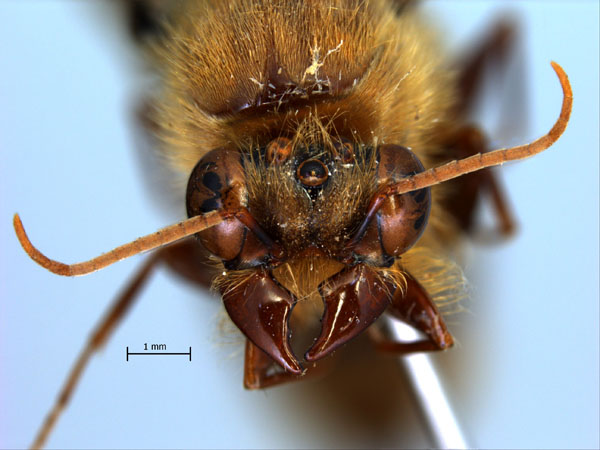 Dorylus laevigatus gyne frontal