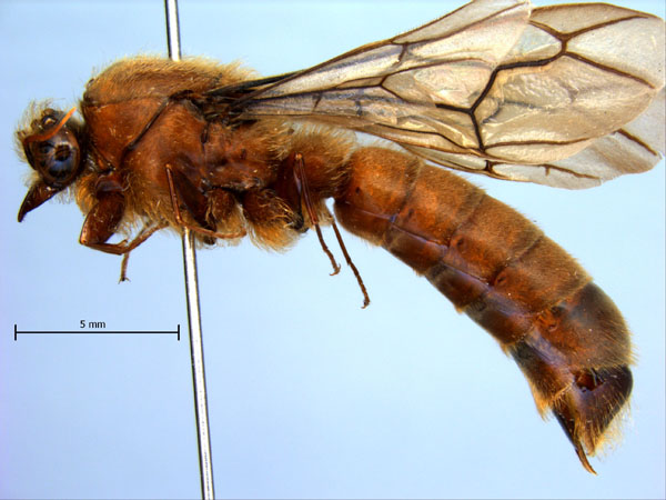 Dorylus laevigatus gyne lateral