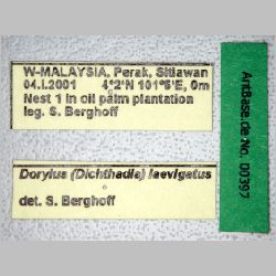 Dorylus laevigatus major Smith, 1878 label