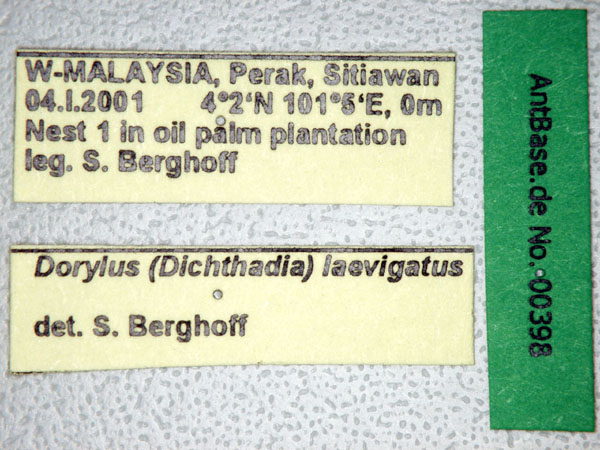 Dorylus laevigatus minor label