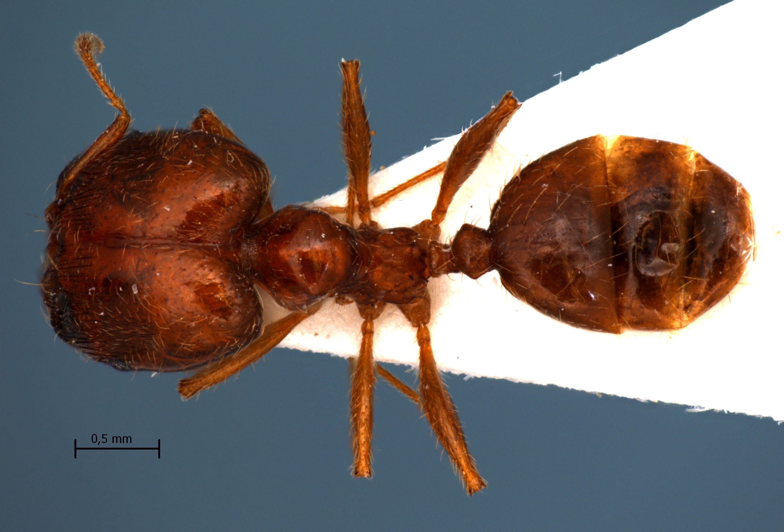 Pheidole pallidula dorsal