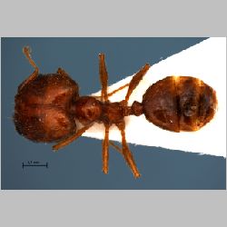 Pheidole pallidula Fabricius, 1793 dorsal