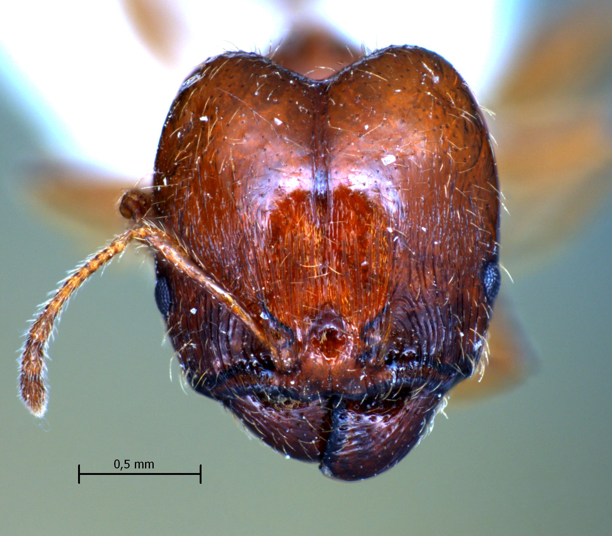 Pheidole pallidula frontal