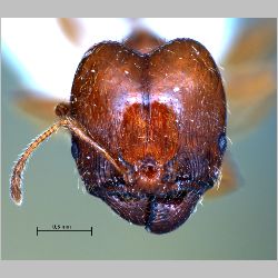 Pheidole pallidula Fabricius, 1793 frontal