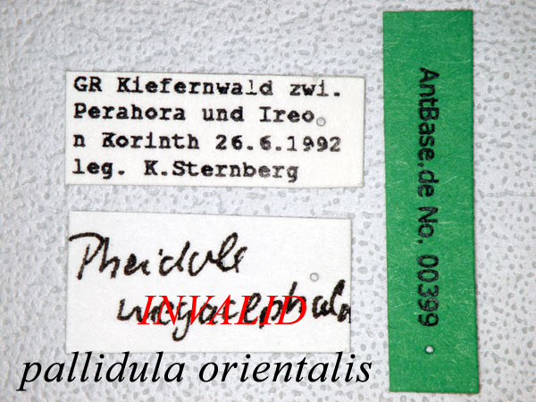 Pheidole pallidula label