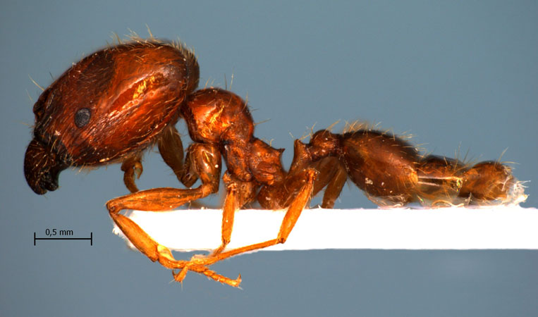 Pheidole pallidula lateral