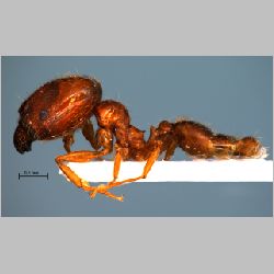 Pheidole pallidula Fabricius, 1793 lateral