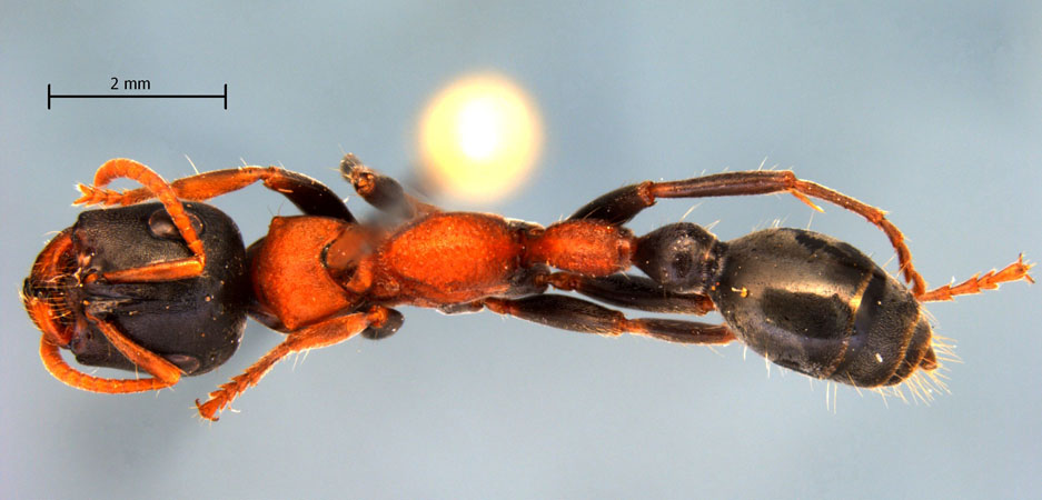 Vollenhovia sp gyne dorsal