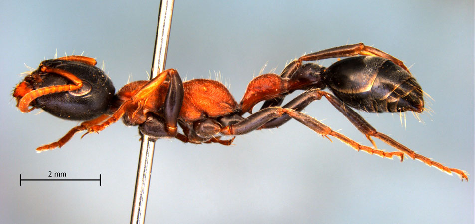 Vollenhovia sp gyne lateral