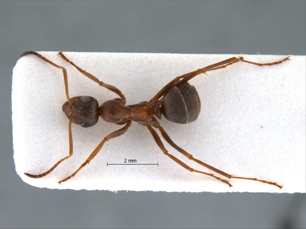 Formica cunicularia dorsal