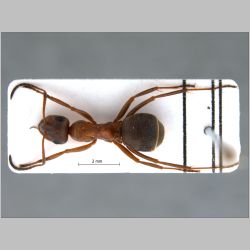 Formica litoralis K. Ugamskij, 1926 dorsal