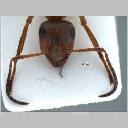 Formica litoralis K. Ugamskij, 1926 frontal