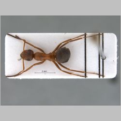 Formica pamirica Dlussky, 1965 dorsal