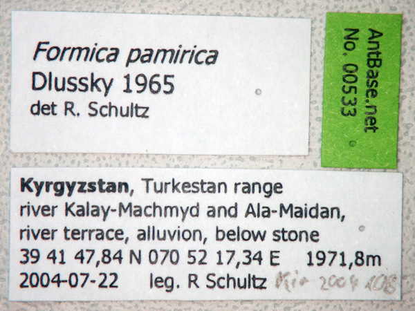 Formica pamirica label