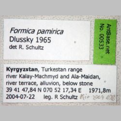 Formica pamirica Dlussky, 1965 label
