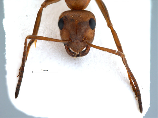 Formica subpilosa frontal