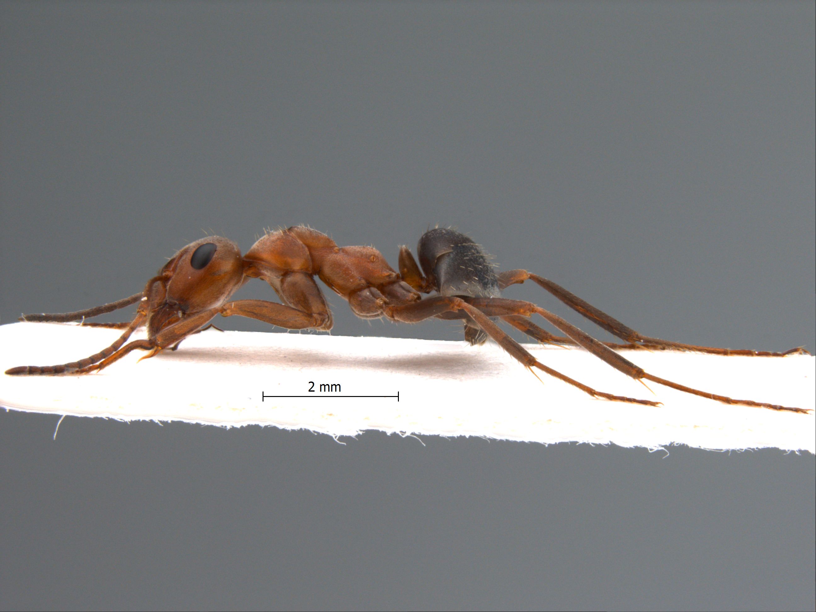 Formica subpilosa lateral