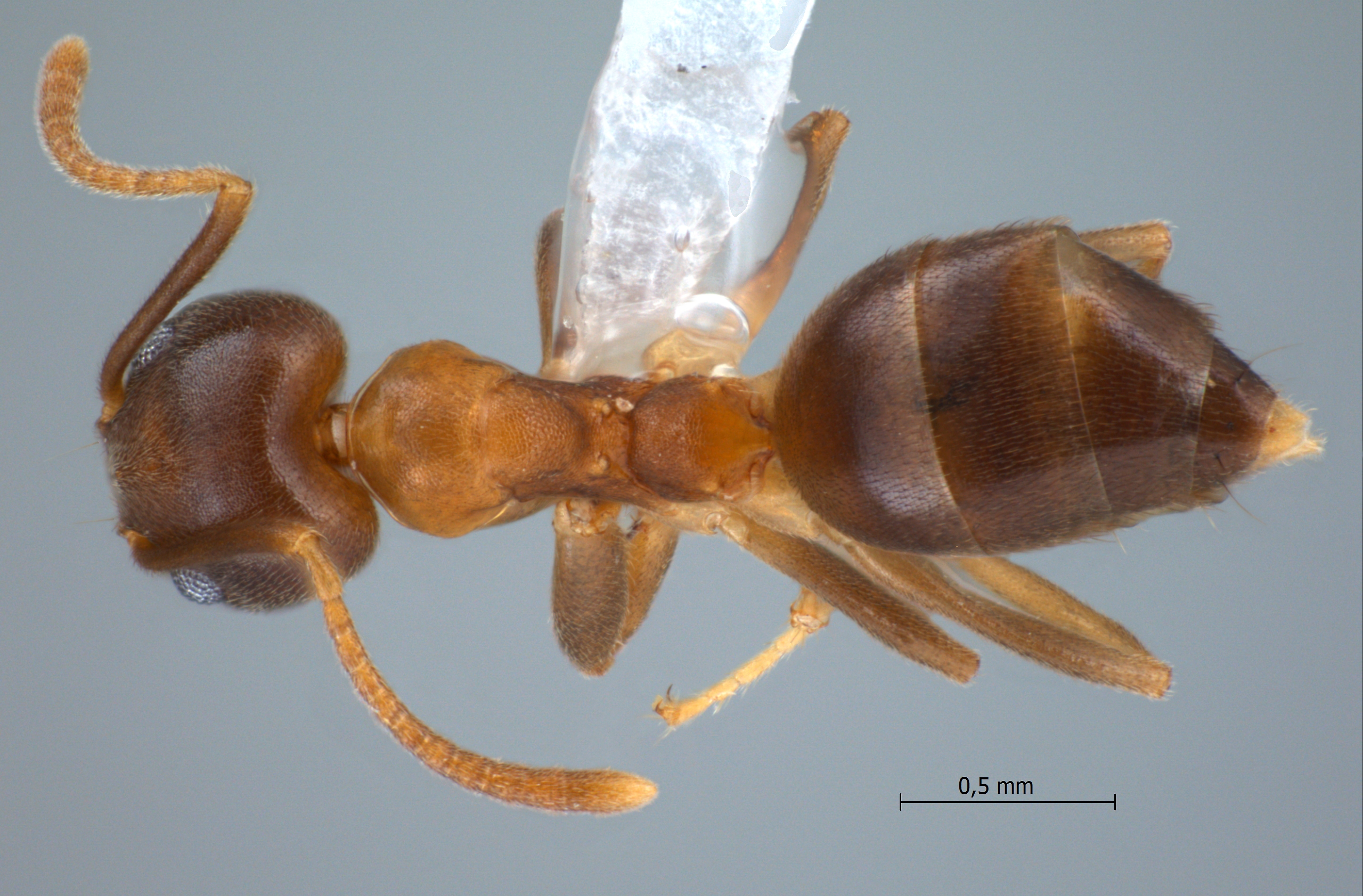 Technomyrmex horrens dorsal