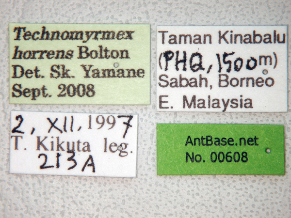 Technomyrmex horrens label