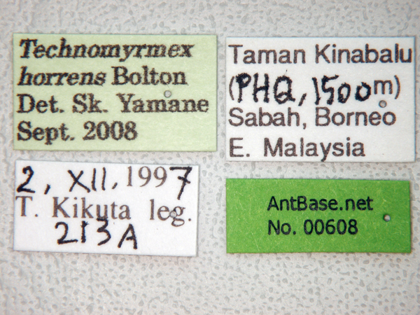 Technomyrmex horrens label