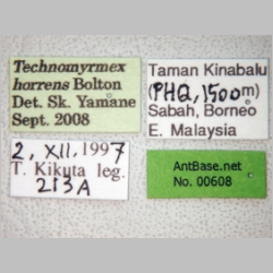 Technomyrmex horrens Bolton, 2007 label