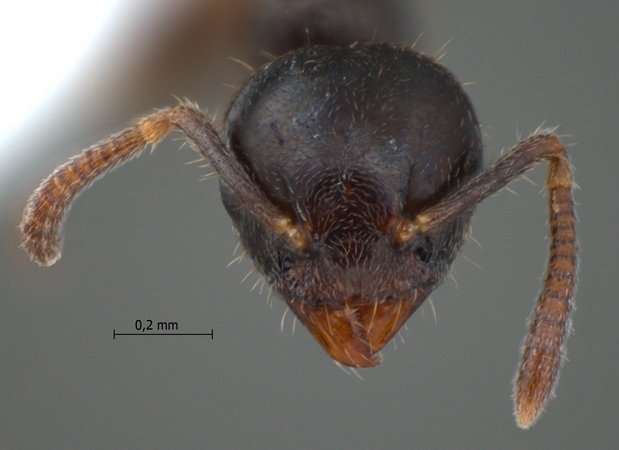 Technomyrmex mandibularis frontal