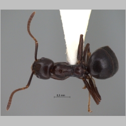 Technomyrmex reductus Bolton, 2007 dorsal