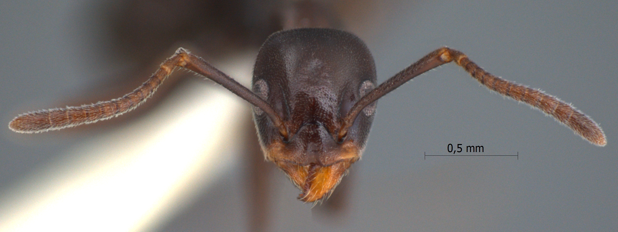 Technomyrmex reductus frontal