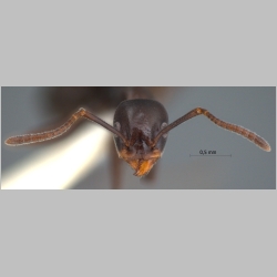 Technomyrmex reductus Bolton, 2007 frontal