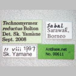 Technomyrmex reductus Bolton, 2007 label