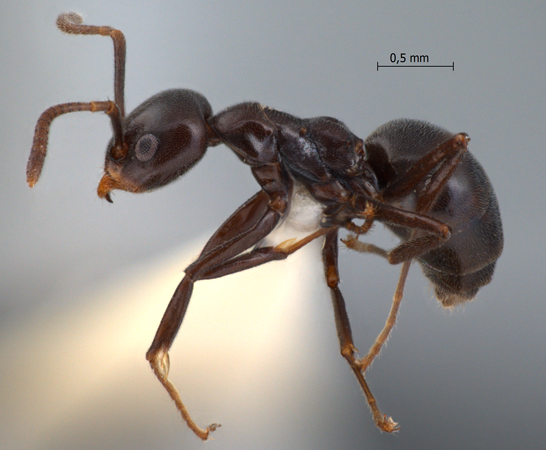 Technomyrmex reductus lateral