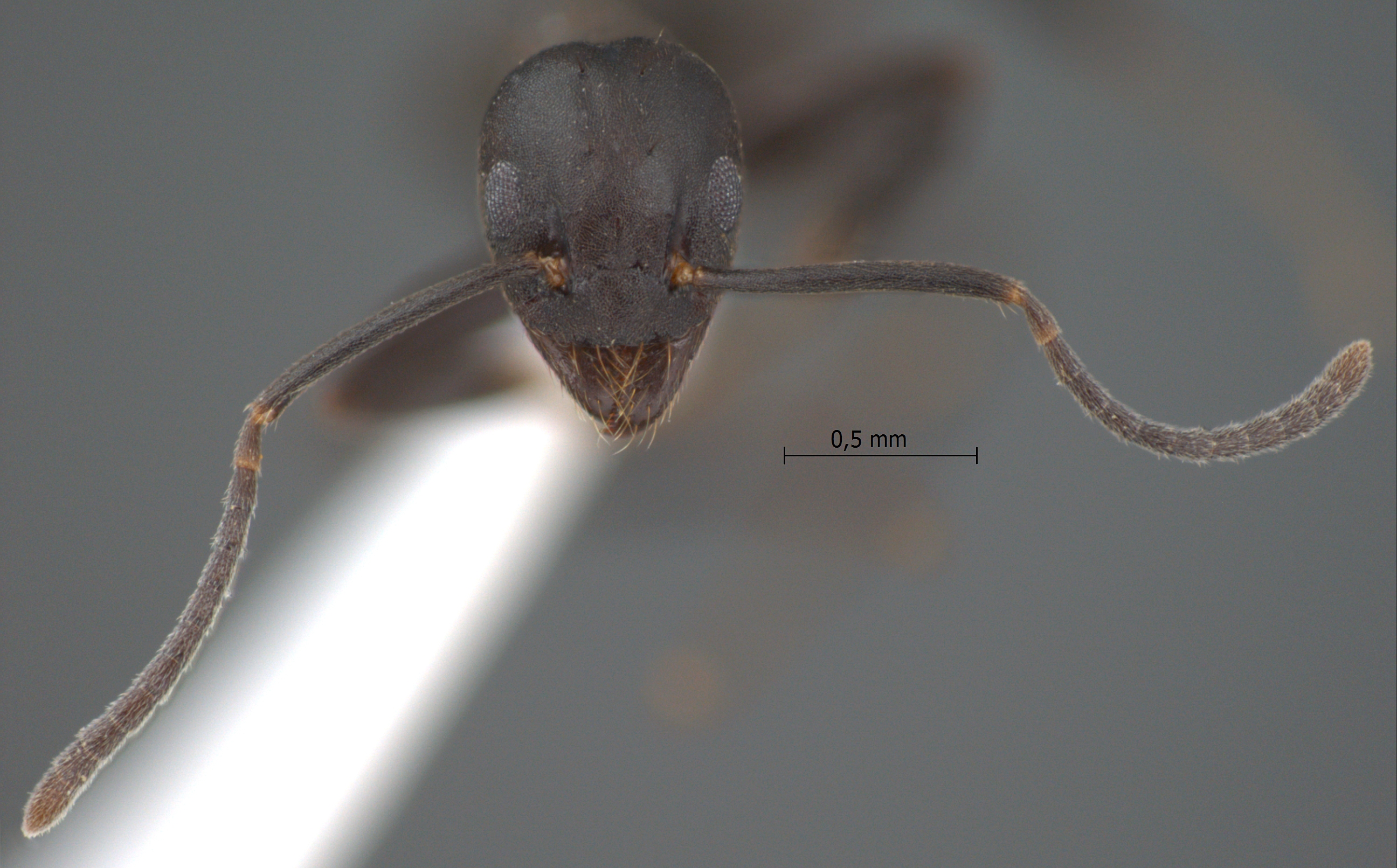 Technomyrmex subgracilis frontal