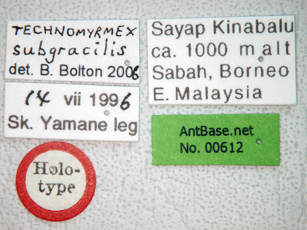 Technomyrmex subgracilis label