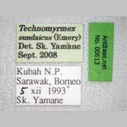 Technomyrmex sundaicus Emery, 1912 label