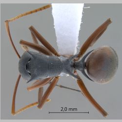 Polyrhachis basirufa Emery, 1900 dorsal