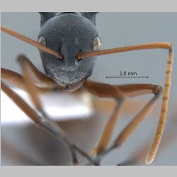 Polyrhachis basirufa Emery, 1900 frontal