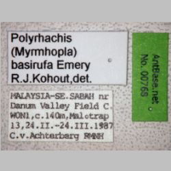 Polyrhachis basirufa Emery, 1900 label