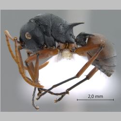 Polyrhachis basirufa Emery, 1900 lateral