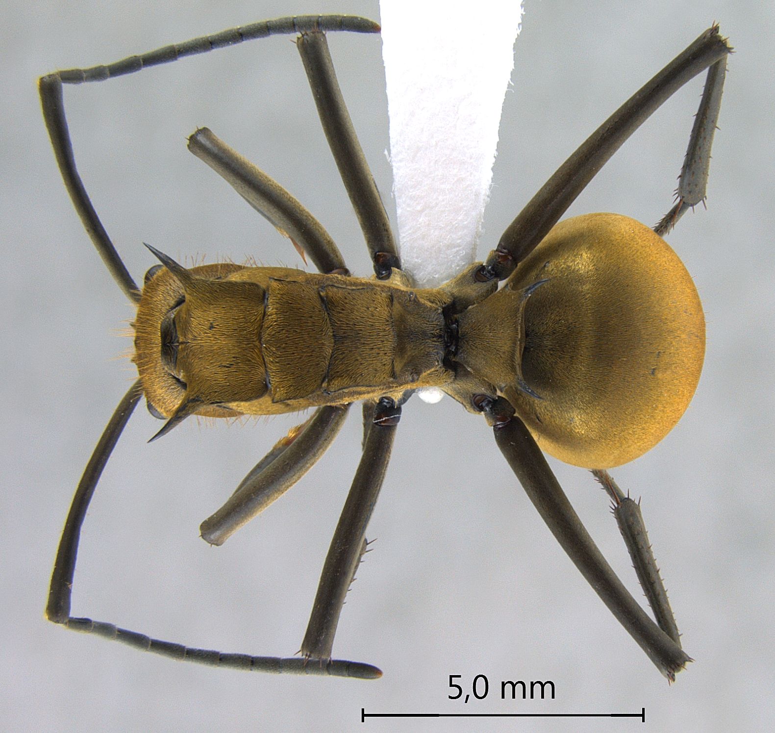 Polyrhachis beccarii dorsal