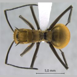 Polyrhachis beccarii Mayr, 1872 dorsal