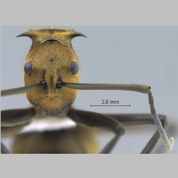 Polyrhachis beccarii Mayr, 1872 frontal