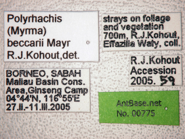Polyrhachis beccarii label