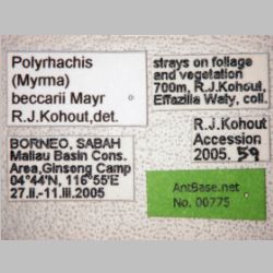 Polyrhachis beccarii Mayr, 1872 label