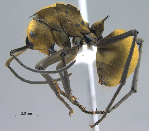 Polyrhachis beccarii lateral