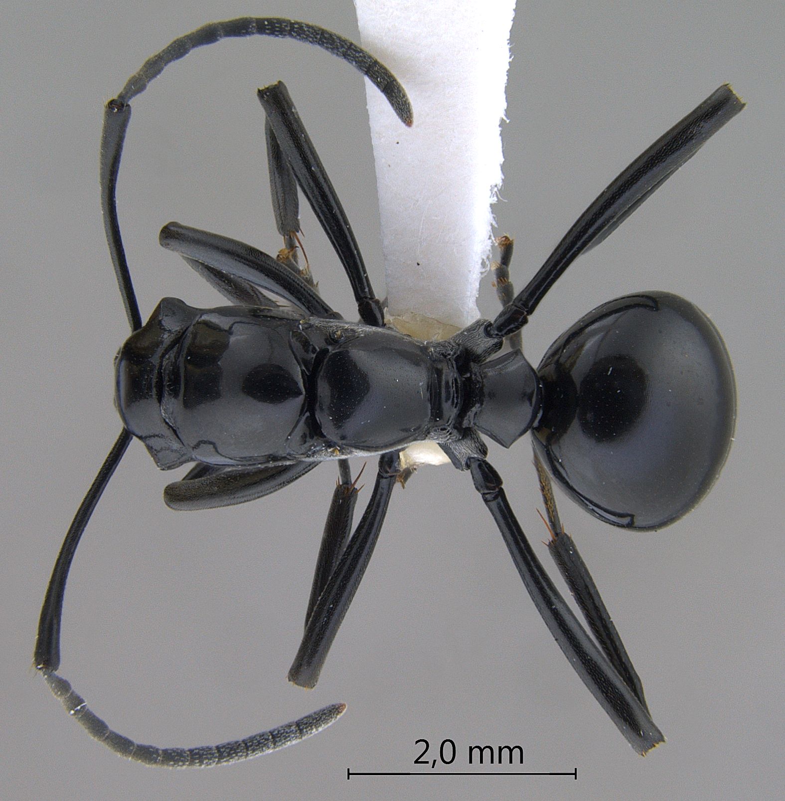 Polyrhachis boltoni dorsal