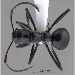 Polyrhachis boltoni Dorow & Kohout, 1995 dorsal