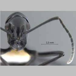 Polyrhachis boltoni Dorow & Kohout, 1995 frontal