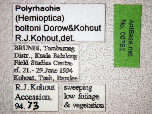 Polyrhachis boltoni label